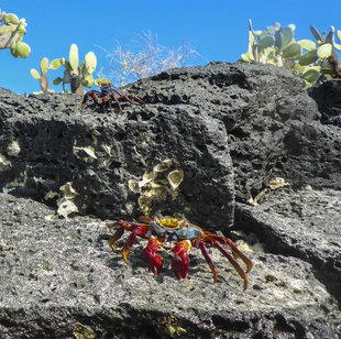 sally-lightfoot-crab-galapagos-marine-life-dr-simon-pierce-aqua-firma.jpg