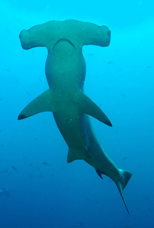 hammerhead-galapagos-diving-marine-life-aqua-firma.jpg