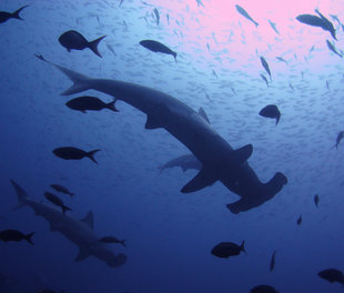 Galapagos-Hammerhead-Dan-Holmes-silhouette.jpg