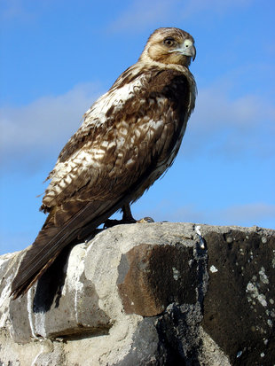 Galapgos Hawk juvenile birdlife wildlife yacht safari.JPG