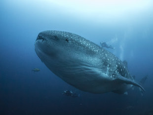 whale-shark-galapagos-diving-liveaboard-dr-simon-pierce.jpg