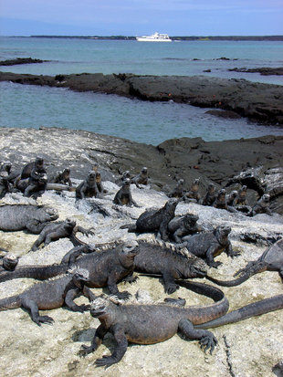 Marine-Iguanas-Fernandina-Island-Galapagos.jpg