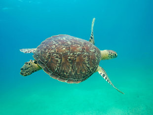 Turtle over Seagrass Beds, Nosy Be - Ralph Pannell