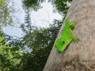 Tree Gecko, Nosy Kombe - Dr Simon Pierce