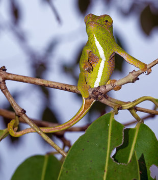 Female Chameleon, Mangabe Reserve