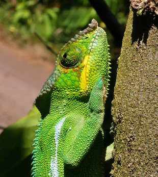 Chameleon, Lokobe Forest - Ralph Pannell