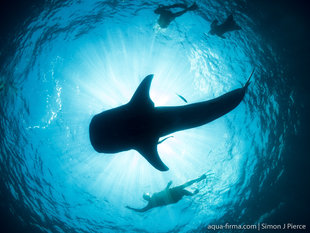 Swimming with Whale Shark Aqua-Firma / MMF Research Team in Madagascar. Photo: Dr Simon Pierce