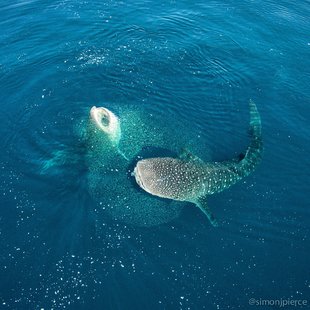 Drone View, Whale Sharks feeding on Fish (c) Dr Simon Pierce / MMF