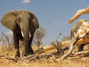 Elephant Bull in Tarangire National Park, Tanzania - Ralph Pannell