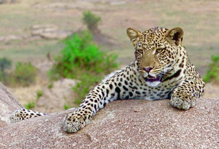 Leopard, Great Migration Safari photo: John & Maureen Ramsden