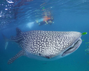 Dr Chris Rohner, Whale Shark Researcher photo: Dr Simon Pierce