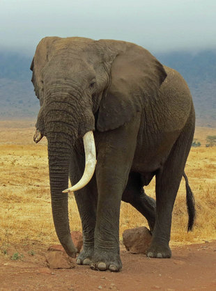 Bull Elephant, Ngoronogro Crater - Ralph Pannell