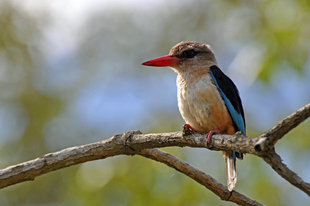 Kingfisher Ngurdoto Crater Arusha National Park