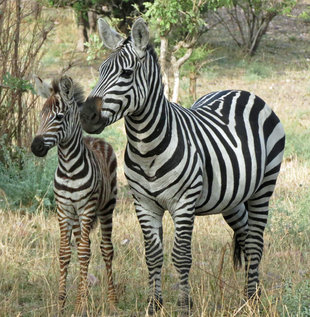 Zebra mother & foal (c) Ralph Pannell
