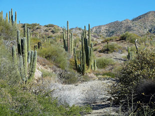 Isla Santa Catalina in Baja California - Margaret Andrews