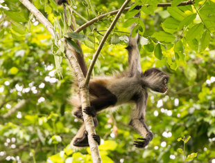 Spider Monkey wildlife photography in Mexico Yucatan Peninsula - Bjoern Koth