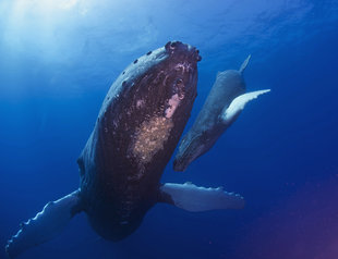 Diving with Humpback Whales Socorro Island Mexico - underwater scuba dive photography by Shaowen Lin