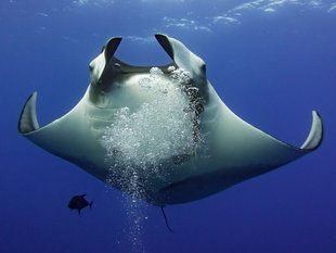 Giant Manta Ray in Socorro Islands dive liveaboard - underwater scuba diving photography by Bob Dobson