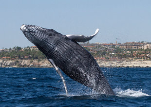Humpback Whale Breaching in Baja California Sea of Cortez Mexico
