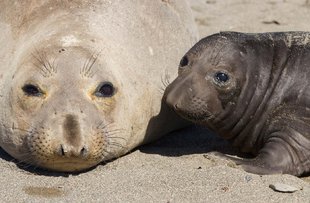 Northern Elephant Seals in Baja California