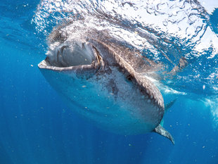 Snorkel with Whale Shark - Citizen Science and Research in Isla Mujeres Mexico Yucatan Cancun - underwater photography by Dr Simon Pierce for Aqua-Firma / Marine Megafauna Foundation