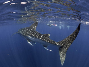 Swim with Whale Shark - Citizen Science and Research in Isla Mujeres Mexico Yucatan Cancun - underwater photography by Dr Simon Pierce for Aqua-Firma / Marine Megafauna Foundation