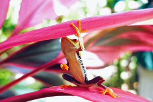 Frog in Tortuguero National Park