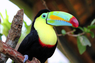 Birdwatching in Costa Rica