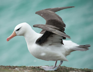 Black Browed Albatross Falkland Islands