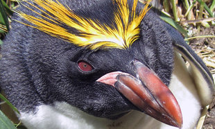 Macaroni Penguin Kevin Lee