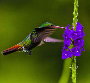 Hummingbird in Garden, Monteverde Cloud Forest