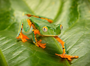 Tree Frog in Selvatura, Santa Elena Cloud Forest