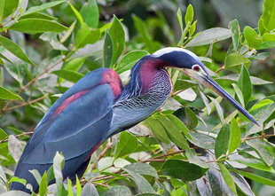 Agami Heron in Tortuguero National Park