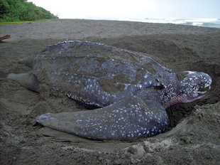 Nesting Leatherback Turtle in Tortuguero National Park