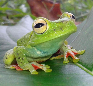 Frog at Pacuare Reserve, Tortuguero National Park