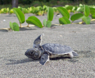 Newly Hatched Turtle in Tortuguero National Park