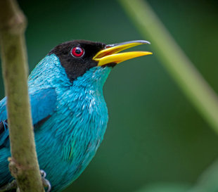 Birdwatching in Arenal Volcano National Park