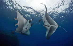 Scuba Diving with Giant Manta Rays in Socorro