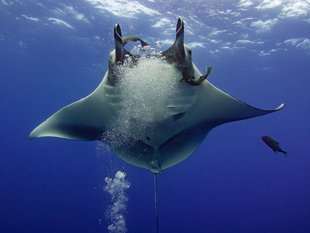 Diving with Giant Manta Ray in Socorro - Bob Dobson
