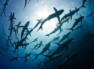 Diving with Sharks at Roca Partida, Socorro Islands