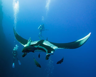 Diving with Giant Manta Ray at San Benedicto - Bob Dobson