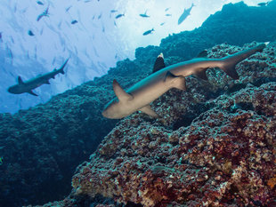 White Tip Reef Shark in Socorro - Bob Dobson