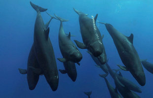 Dolphins in Socorro Islands
