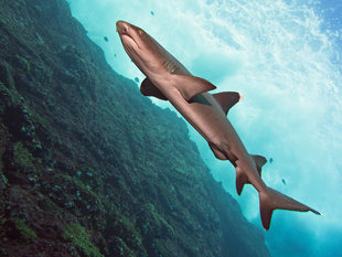White Tip Reef Shark in Socorro - Bob Dobson