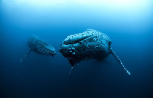 Humpback Whale & Calf in Socorro Islands