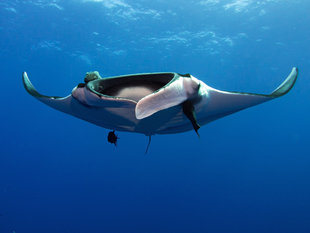 Giant Manta Ray in Socorro Islands - Bob Dobson