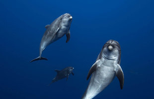 Dolphins in the Socorro Islands