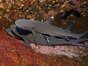 Sleeping White Tip Reef Sharks - Bob Dobson