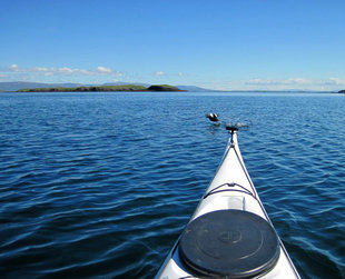 kayak-puffin-iceland-fjord-reykjavik-wildlife-marine-life.jpg