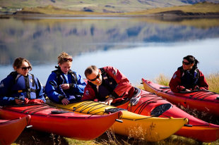 sea-kayaking-iceland-marine-life-wildlife-birds-summer-reykjavik.jpg